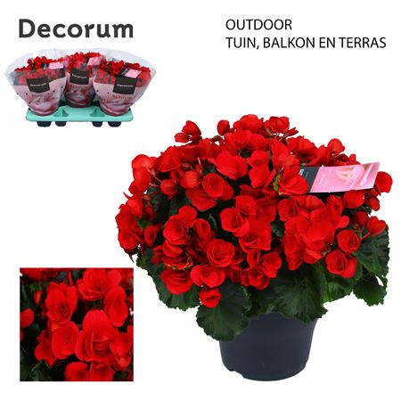 Begonia Betulia Red (decorum)