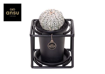 Astrophytum Asterias Super Kabuto In Design Frame