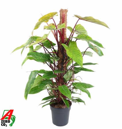 Philodendron Painted Lady Mosspole