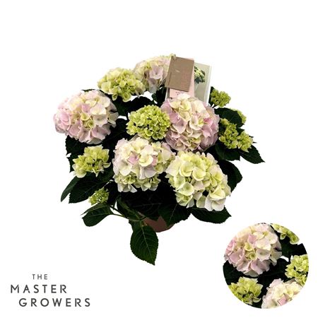 Hydrangea Ma Hi Diamond Pink 9+