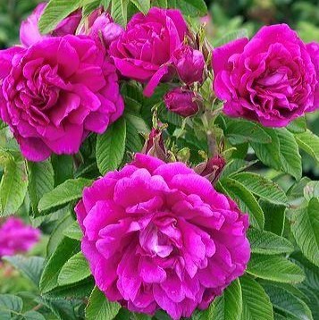 Роза морщинистая Ханса в тубе