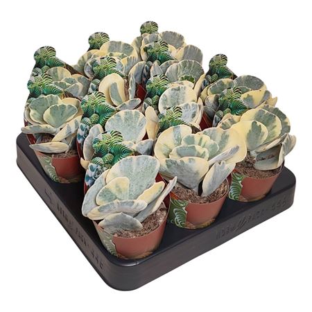 Cotyledon Orbiculata Undulata Variegata Potcover