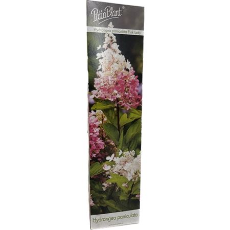 Hydrangea Pan Pink Lady