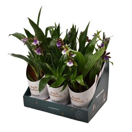 Zygopetalum 1st Stem Showbox 4fl