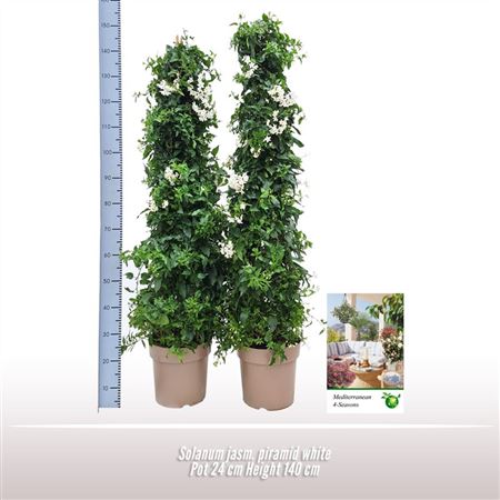 Solanum Jasm Pyramid