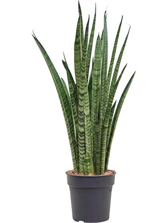 Sansevieria Zeylanica 'narrow'