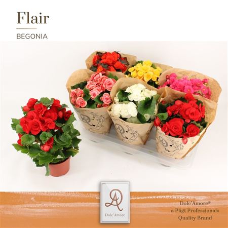 Begonia Mix Kraft Sleeve (dolc'amore)