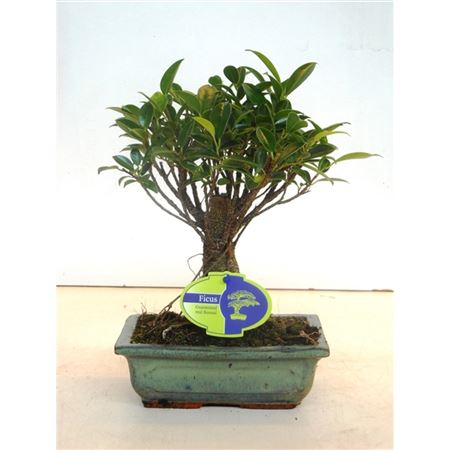 Bonsai Ficus Retusa, 20cm., Broom, Without Drip Tr