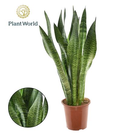 Sansevieria Zeylanicaca