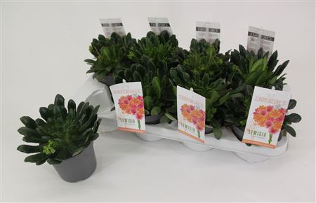 Lewisia Mountain Dreams