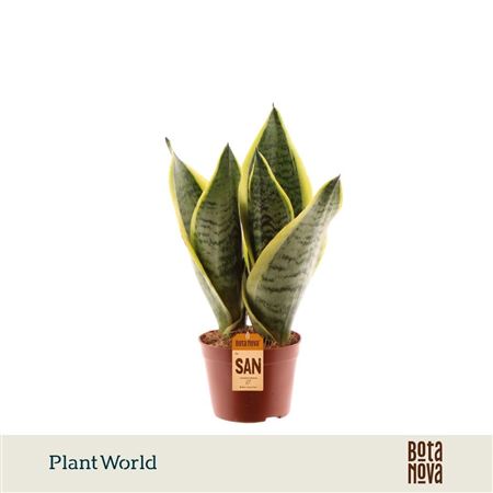 Sansevieria Futura Superba 3pp (decorum)