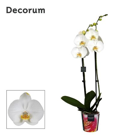 Phal 2st White 16+ (bernhard)