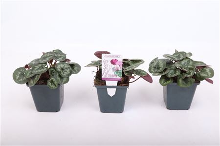 Cyclamen Coum Light Rose