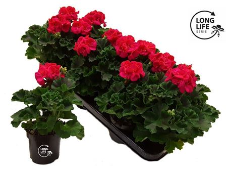 Pelargonium Longlife Zonale Hot Pink
