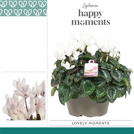 Cyclamen Garden White Bowl Ariel