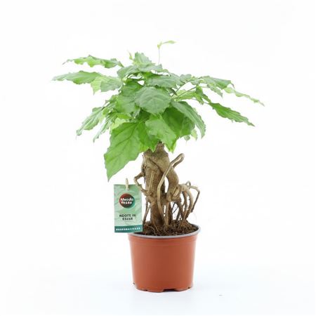 Radermachera Bonsai