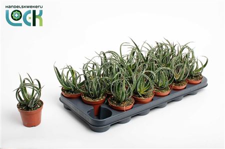 Aloe Maidu