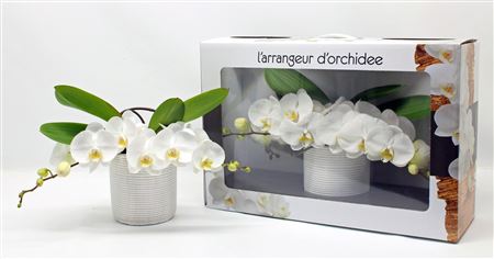 Phal L'arrangeur D'Orchidee White (фаленова)