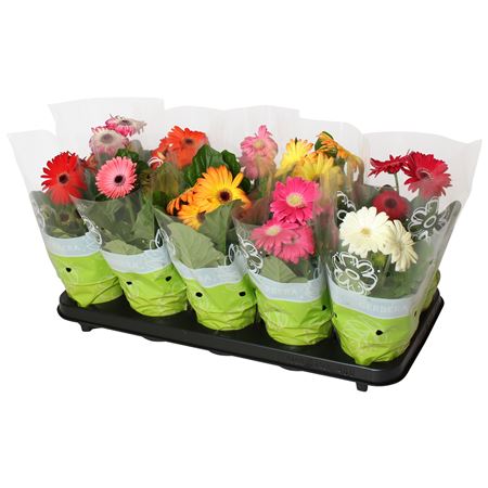 Gerbera Basic Mix 2+