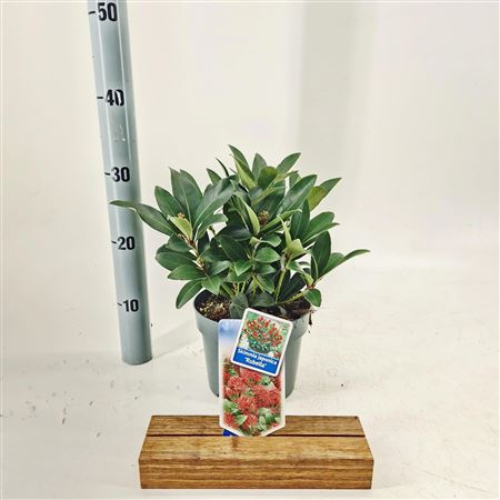 Skimmia Jap Rubella