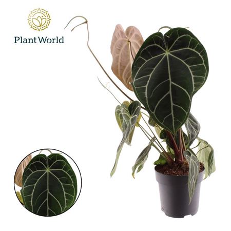 Anthurium Chrystallinum