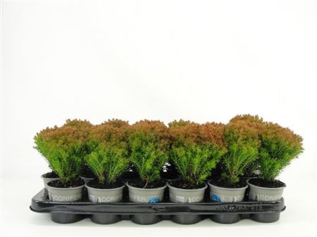 Thuja Occ Anniek