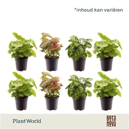 Syngonium Mix (decorum)