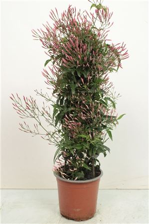 Jasminum Poly Pink Pyramid
