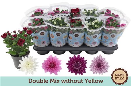 Chrys Double Mix Without Yellow