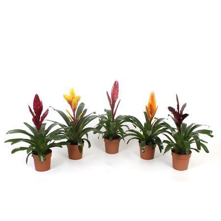 Vriesea Excellent Mix