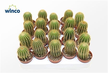 Trichocereus Pasacana