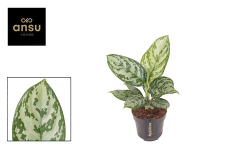 Aglaonema Jungle Silver