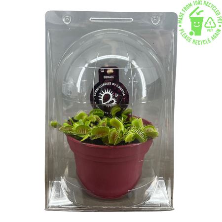 Dionaea Muscipula Jumbo In Blister