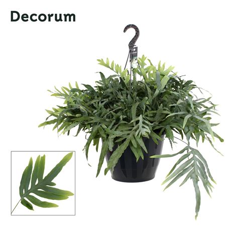 Phlebodium Blue Star Xxl