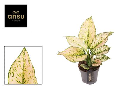 Aglaonema Pink Buttercup