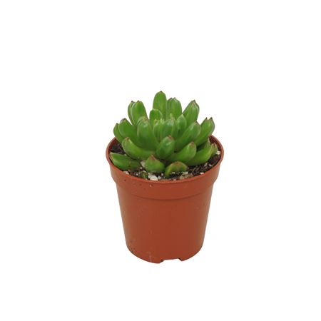 Echeveria Red Lantern
