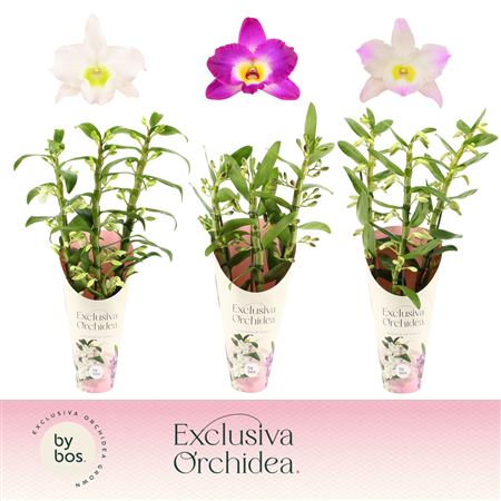 Dendr Nob 3st Mix Exclusiva Orchidea
