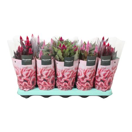 Celosia Magic Mix With Sleeve (decorum)