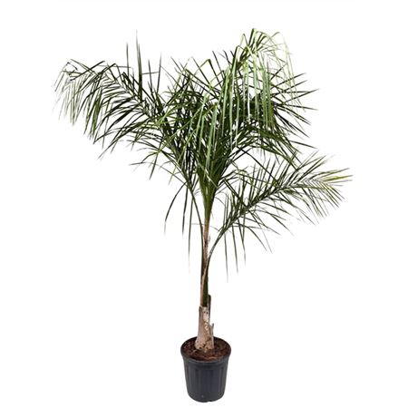 Syagrus Romanzoffiana