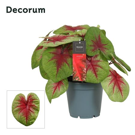Caladium Lemon Blush (decorum)