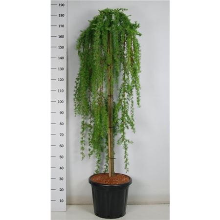 Larix Kaempf Stiff Weeper On Stem