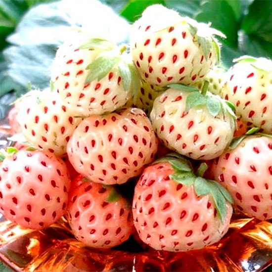 Земляника Анабланка