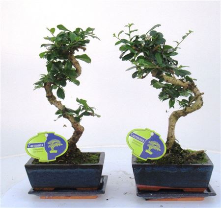 Bonsai Armona Macrophylla, 15cm., Shape, With Drip
