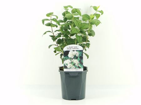 Philadelphus Snowbelle