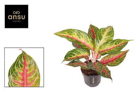 Aglaonema Eyecatcher Red