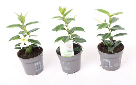 Mandevilla Rio White