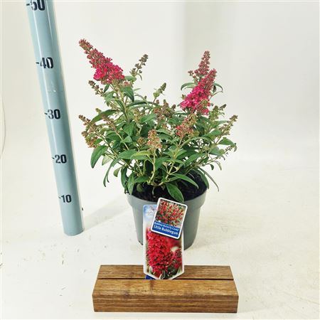 Buddleja Dav Little Bubblegum (butterfly Candy)