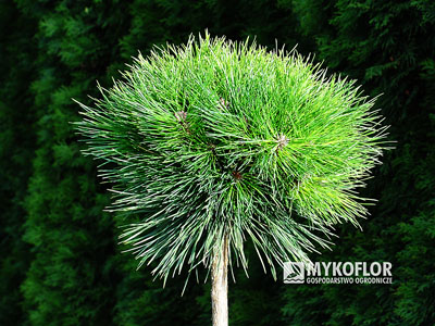 Сосна черная Байо штамб