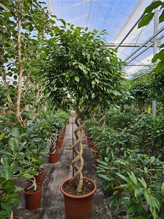 Ficus Be Exotica Double Spiral