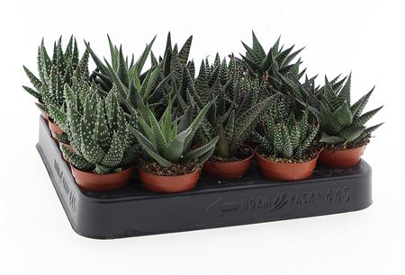 Haworthia Mix On Row